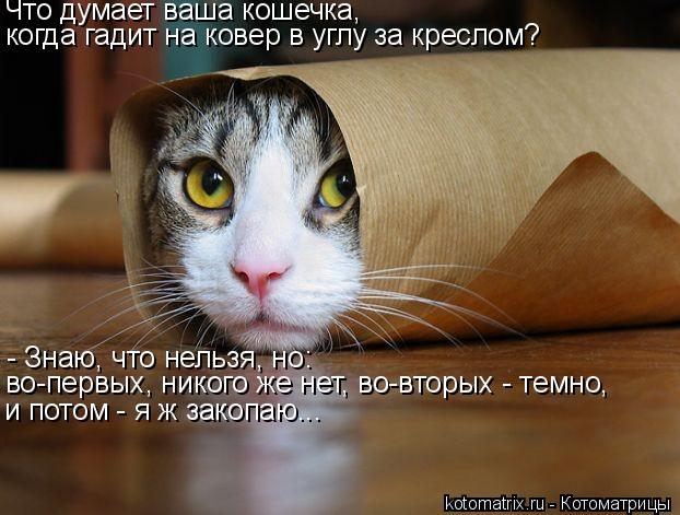 Что думает ваша кошечка, когда гадит на ковер в углу за креслом? - Знаю, что нельзя, но: во-первых,... Котоматрица: Что думает ваша кошечка, когда гадит на ковер в углу за креслом? - Знаю, что нельзя, но: во-первых, никого же нет, во-вторых - темно, и потом - я ж
