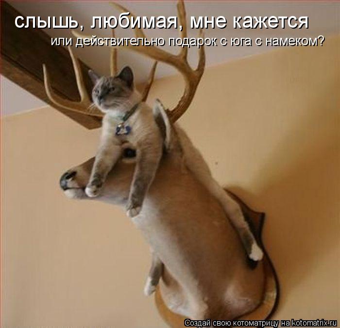 слышь, любимая, мне кажется или действительно подарок с юга с намеком?... Котоматрица: слышь, любимая, мне кажется или действительно подарок с юга с намеком?