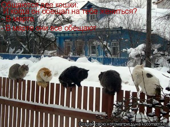 Общаются две кошки: И когда он обещал на тебе жениться? - В марте. - В марте они все обещают... Котоматрица: Общаются две кошки: И когда он обещал на тебе жениться? - В марте. - В марте они все обещают