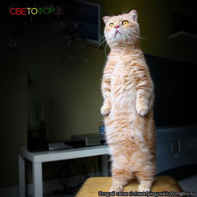 СВЕ ТО ФОР . ..... Котоматрица: СВЕ ТО ФОР . ..