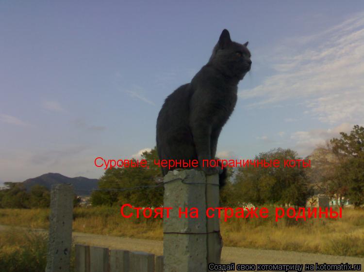 Суровые, черные пограничные коты Стоят на страже родины... Котоматрица: Суровые, черные пограничные коты Стоят на страже родины
