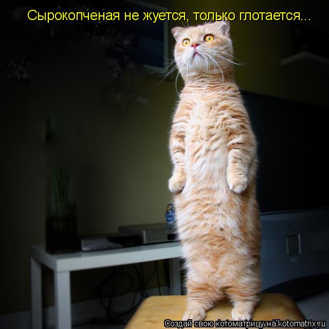Сырокопченая не жуется, только глотается...... Котоматрица: Сырокопченая не жуется, только глотается...