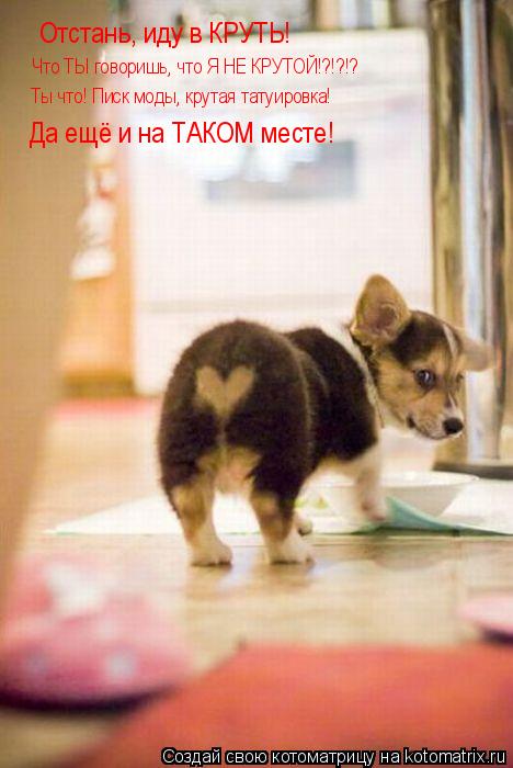 Отстань, иду в КРУТЬ! Что ТЫ говоришь, что Я НЕ КРУТОЙ!?!?!? Ты что! Писк моды, крутая татуировка! Д... Котоматрица: Отстань, иду в КРУТЬ! Что ТЫ говоришь, что Я НЕ КРУТОЙ!?!?!? Ты что! Писк моды, крутая татуировка! Да ещё и на ТАКОМ месте!