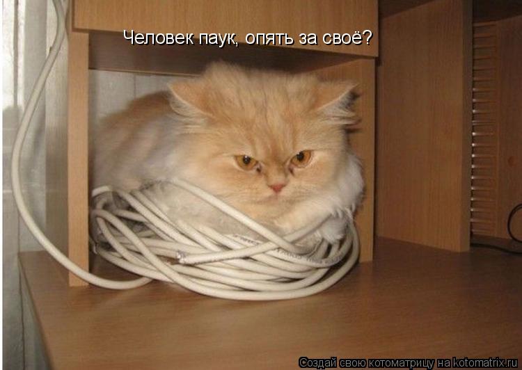 Человек паук, опять за своё?... Котоматрица: Человек паук, опять за своё?