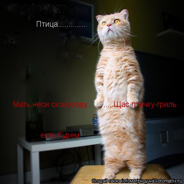Птица.............. Мать,неси сковороду.............Щас птичку-гриль есть будем... Котоматрица: Птица.............. Мать,неси сковороду.............Щас птичку-гриль есть будем