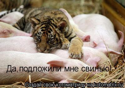 Да,подложили мне свинью!... Котоматрица: Да,подложили мне свинью!