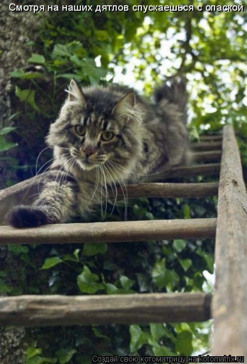 Смотря на наших дятлов спускаешься с опаской... Котоматрица: Смотря на наших дятлов спускаешься с опаской