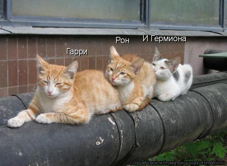 Гарри Рон И Гермиона... Котоматрица: Гарри Рон И Гермиона