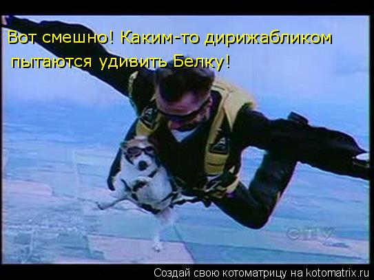 Вот смешно! Каким-то дирижабликом пытаются удивить Белку!... Котоматрица: Вот смешно! Каким-то дирижабликом пытаются удивить Белку!