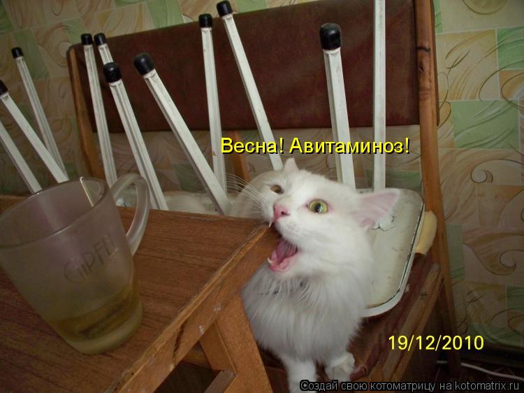 Весна! Авитаминоз!... Котоматрица: Весна! Авитаминоз!