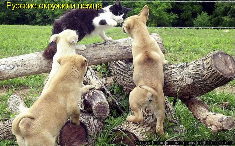 Русские окружили немца... Котоматрица: Русские окружили немца