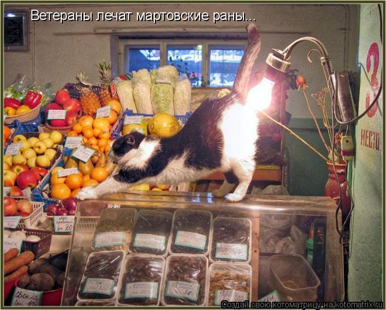 Котоматрица: Ветераны лечат мартовские раны...
