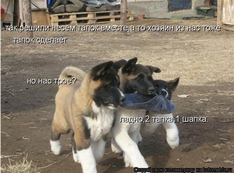 так,решили несём тапок вместе,а то хозяин из нас тоже тапок сделает но нас трое? ладно,2 тапка,1 шапк... Котоматрица: так,решили несём тапок вместе,а то хозяин из нас тоже тапок сделает но нас трое? ладно,2 тапка,1 шапка.