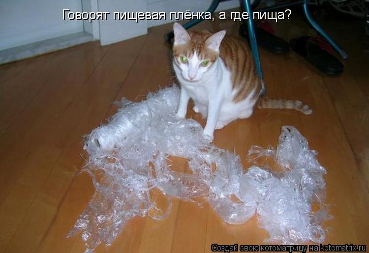 Говорят пищевая плёнка, а где пища?... Котоматрица: Говорят пищевая плёнка, а где пища?