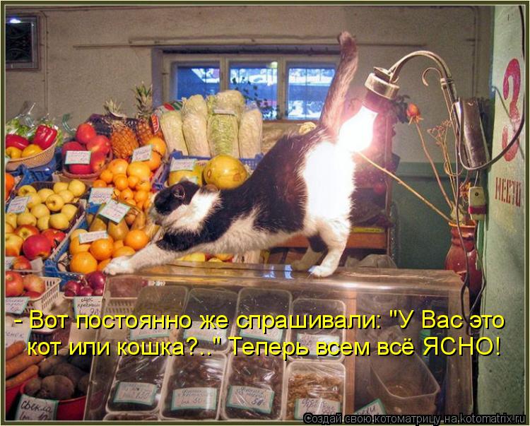 - Вот постоянно же спрашивали: "У Вас это кот или кошка?.." Теперь всем всё ЯСНО!... Котоматрица: - Вот постоянно же спрашивали: "У Вас это кот или кошка?.." Теперь всем всё ЯСНО!