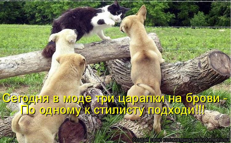 Сегодня в моде три царапки на брови - По одному к стилисту подходи!!!... Котоматрица: Сегодня в моде три царапки на брови - По одному к стилисту подходи!!!