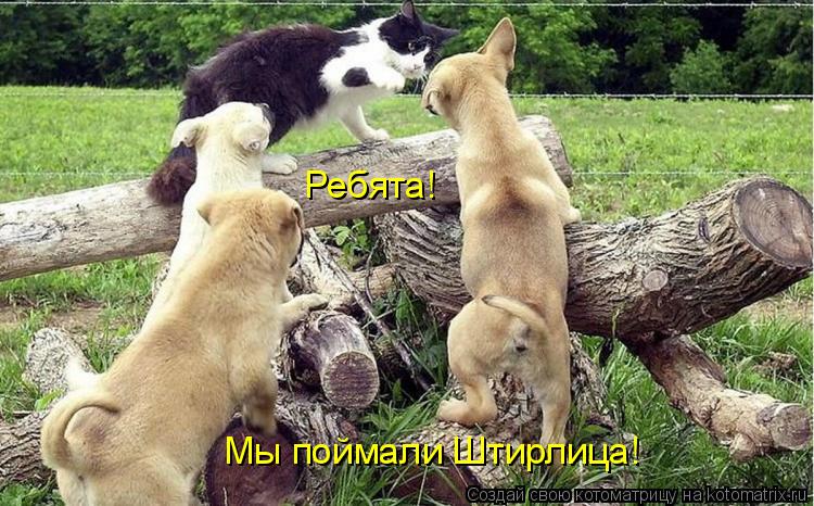 Ребята! Мы поймали Штирлица!... Котоматрица: Ребята! Мы поймали Штирлица!