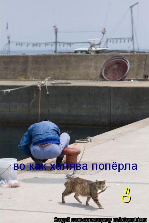 во как халява попёрла =D... Котоматрица: во как халява попёрла =D