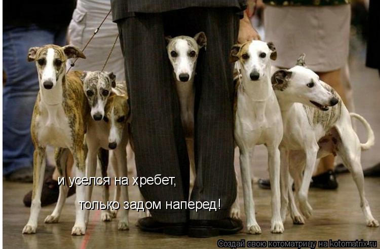 и уселся на хребет, только задом наперед!... Котоматрица: и уселся на хребет, только задом наперед!