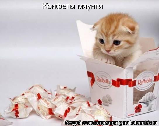 Конфеты мяунти... Котоматрица: Конфеты мяунти