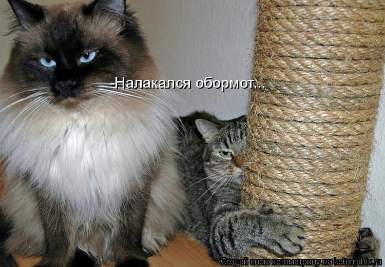 -Налакался обормот...... Котоматрица: -Налакался обормот...