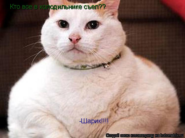 Кто все в холодильнике съел?? -Шарик!!!!... Котоматрица: Кто все в холодильнике съел?? -Шарик!!!!