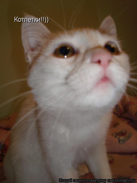 Котлетки!!))... Котоматрица: Котлетки!!))
