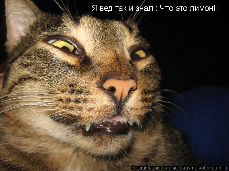 Я вед так и знал : Что это лимон!!... Котоматрица: Я вед так и знал : Что это лимон!!
