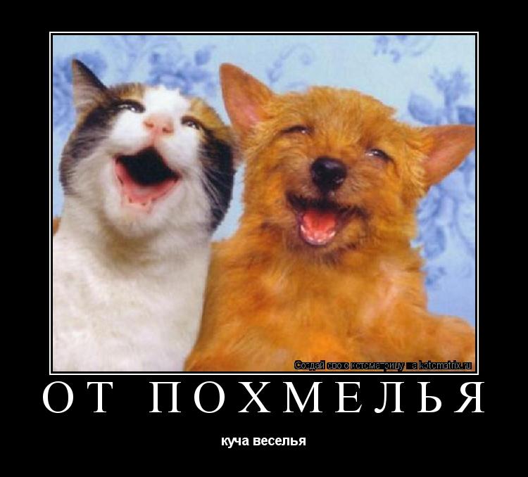 От похмелья куча веселья... Котоматрица: От похмелья куча веселья
