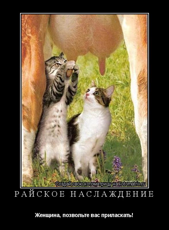 Райское наслаждение Женщина, позвольте вас приласкать!... Котоматрица: Райское наслаждение Женщина, позвольте вас приласкать!