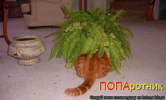 ПОПАротник ПОПА... Котоматрица: ПОПАротник ПОПА