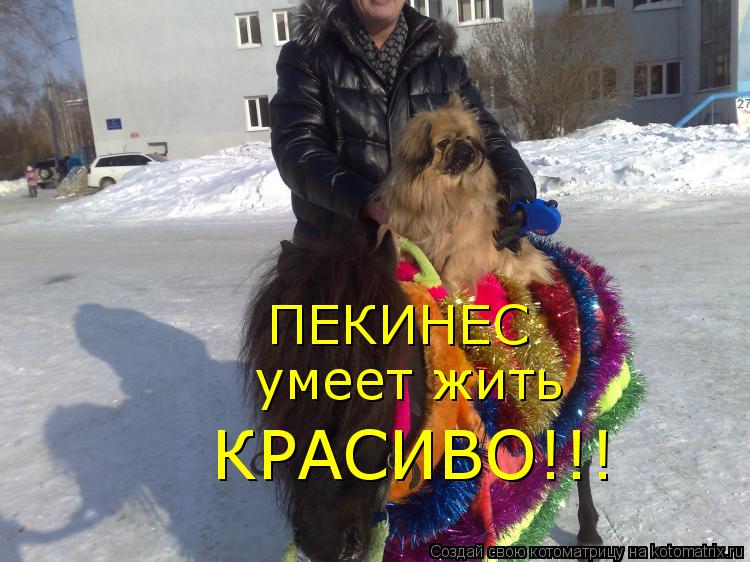 ПЕКИНЕС умеет жить КРАСИВО!!!... Котоматрица: ПЕКИНЕС умеет жить КРАСИВО!!!