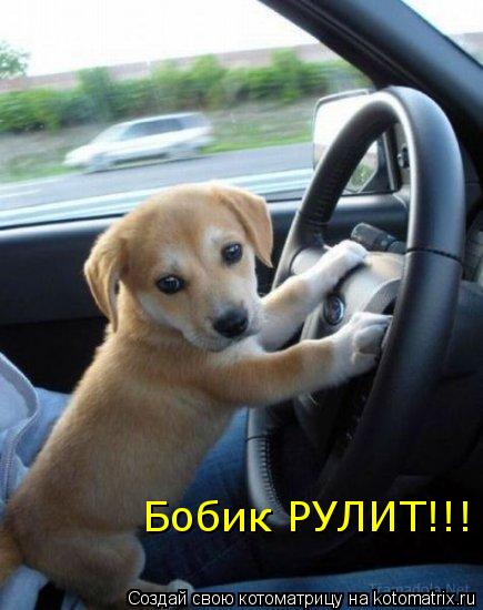 Бобик РУЛИТ!!!... Котоматрица: Бобик РУЛИТ!!!