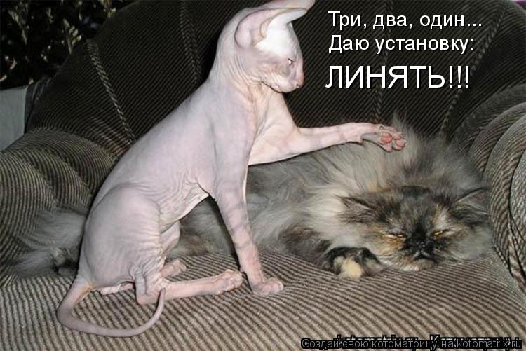 Три, два, один... Даю установку: ЛИНЯТЬ!!!... Котоматрица: Три, два, один... Даю установку: ЛИНЯТЬ!!!