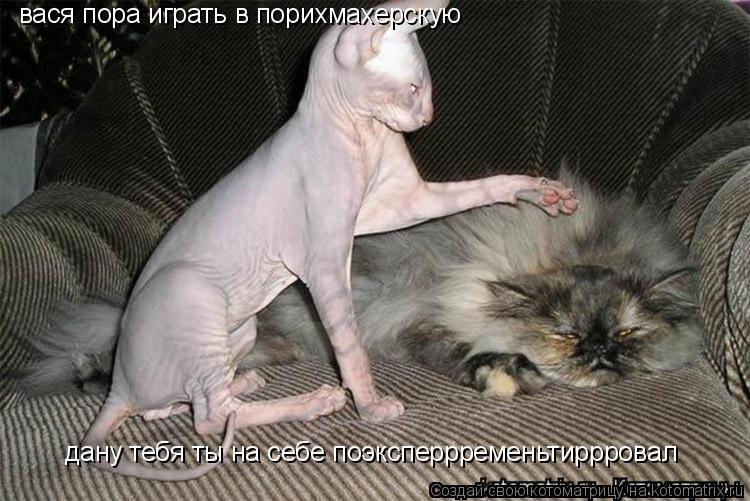 вася пора играть в порихмахерскую дану тебя ты на себе поэксперрременьтиррровал... Котоматрица: вася пора играть в порихмахерскую дану тебя ты на себе поэксперрременьтиррровал