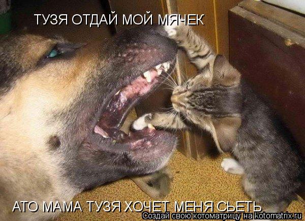 ТУЗЯ ОТДАЙ МОЙ МЯЧЕК АТО МАМА ТУЗЯ ХОЧЕТ МЕНЯ СЬЕТЬ... Котоматрица: ТУЗЯ ОТДАЙ МОЙ МЯЧЕК АТО МАМА ТУЗЯ ХОЧЕТ МЕНЯ СЬЕТЬ