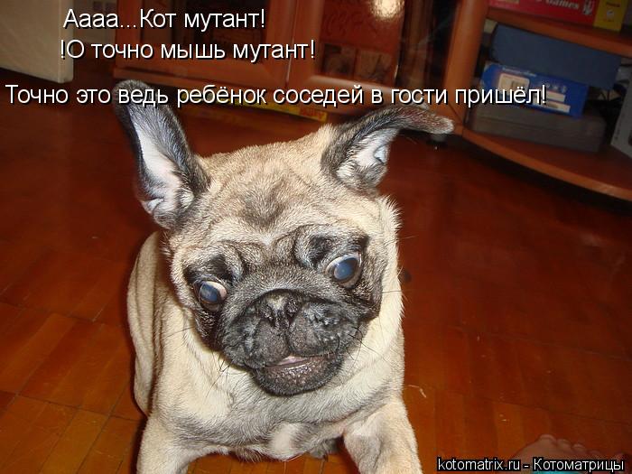 Аааа...Кот мутант! !О точно мышь мутант! Точно это ведь ребёнок соседей в гости пришёл!... Котоматрица: Аааа...Кот мутант! !О точно мышь мутант! Точно это ведь ребёнок соседей в гости пришёл!
