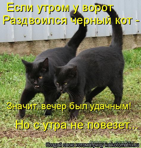 Если утром у ворот Раздвоился черный кот - Значит, вечер был удачным! Но с утра не повезет...... Котоматрица: Если утром у ворот Раздвоился черный кот - Значит, вечер был удачным! Но с утра не повезет...