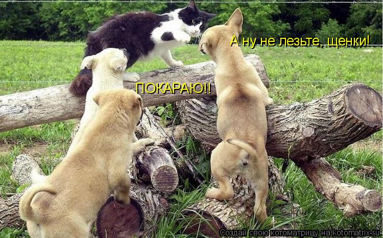 А ну не лезьте, щенки! ПОКАРАЮ!!... Котоматрица: А ну не лезьте, щенки! ПОКАРАЮ!!