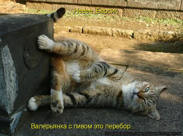 Нееее, Барсик... Валерьянка с пивом это перебор...... Котоматрица: Нееее, Барсик... Валерьянка с пивом это перебор...