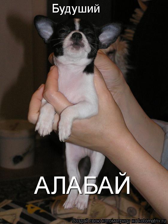 Будуший АЛАБАЙ... Котоматрица: Будуший АЛАБАЙ