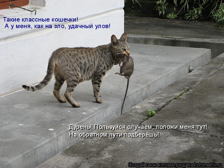 Такие классные кошечки! А у меня, как на зло, удачный улов! Дурень! Пользуйся случаем, положи меня т... Котоматрица: Такие классные кошечки! А у меня, как на зло, удачный улов! Дурень! Пользуйся случаем, положи меня тут! На обратном пути подберёшь!