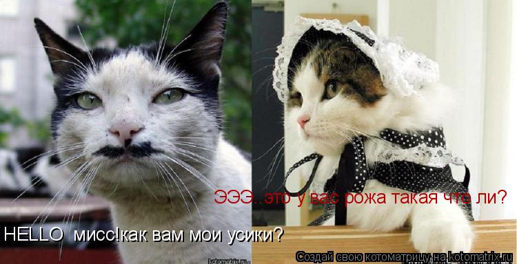 HELLO мисс!как вам мои усики? ЭЭЭ..это у вас рожа такая что ли?... Котоматрица: HELLO мисс!как вам мои усики? ЭЭЭ..это у вас рожа такая что ли?