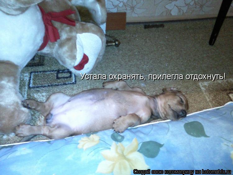 Устала охранять, прилегла отдохнуть!... Котоматрица: Устала охранять, прилегла отдохнуть!
