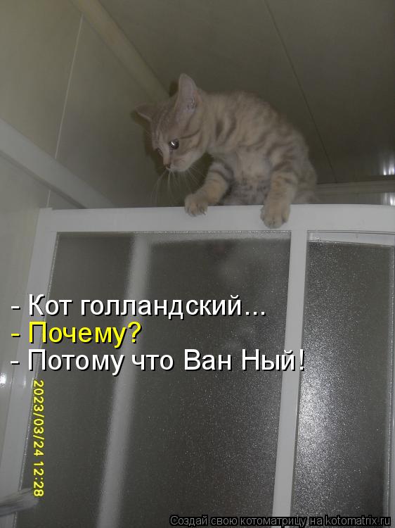 - Кот голландский... - Почему? - Потому что Ван Ный!... Котоматрица: - Кот голландский... - Почему? - Потому что Ван Ный!