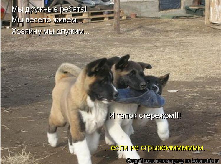 Мы дружные ребята! Мы весело живем... Хозяину мы служим... И тапок стережом!!! ...если не сгрызёммммм... Котоматрица: Мы дружные ребята! Мы весело живем... Хозяину мы служим... И тапок стережом!!! ...если не сгрызёммммммм...