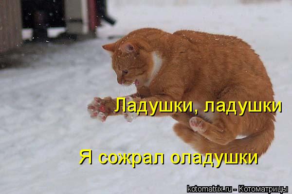 Ладушки, ладушки Я сожрал оладушки... Котоматрица: Ладушки, ладушки Я сожрал оладушки