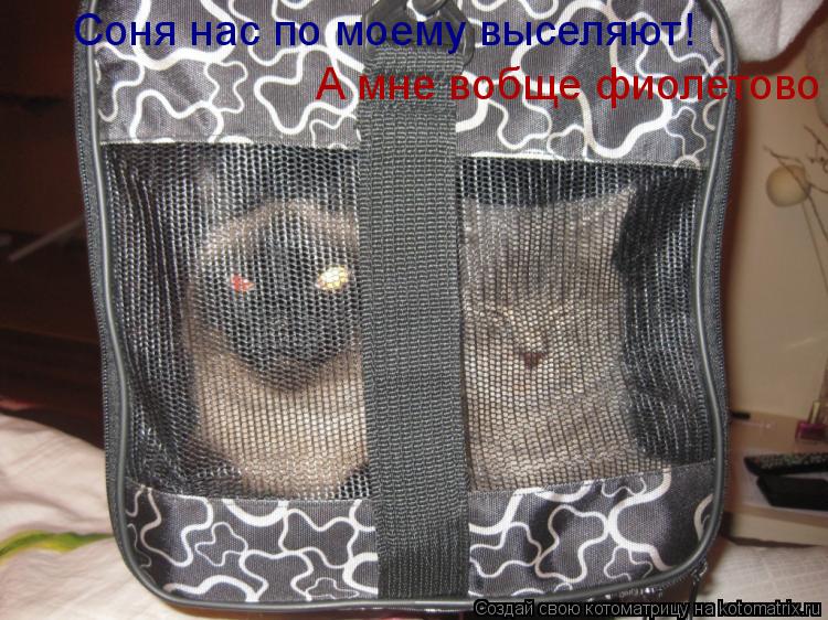 Соня нас по моему выселяют! А мне вобще фиолетово... Котоматрица: Соня нас по моему выселяют! А мне вобще фиолетово