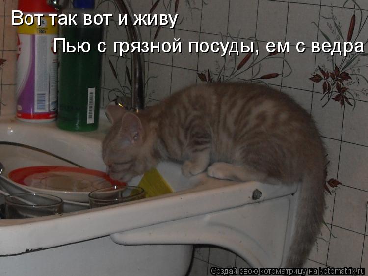Вот так вот и живу Пью с грязной посуды, ем с ведра... Котоматрица: Вот так вот и живу Пью с грязной посуды, ем с ведра