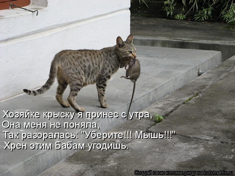Хрен этим Бабам угодишь. Хозяйке крыску я принес с утра, Она меня не поняла, Так разоралась: "Уберите... Котоматрица: Хрен этим Бабам угодишь. Хозяйке крыску я принес с утра, Она меня не поняла, Так разоралась: "Уберите!!! Мышь!!!"